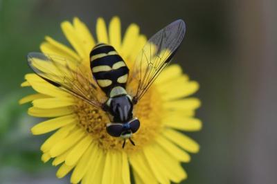 <i>Dasysyrphus albostriatus</i>