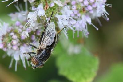 <i>Eristalinus sepulchralis</i>