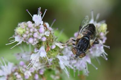 <i>Eristalinus sepulchralis</i>