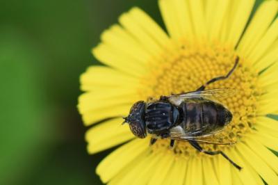 <i>Eristalinus sepulchralis</i>