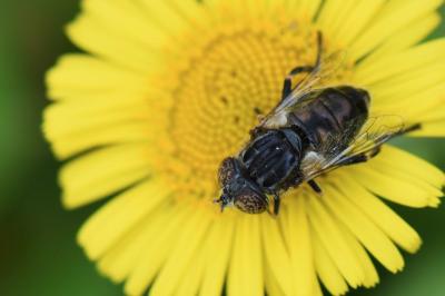 <i>Eristalinus sepulchralis</i>