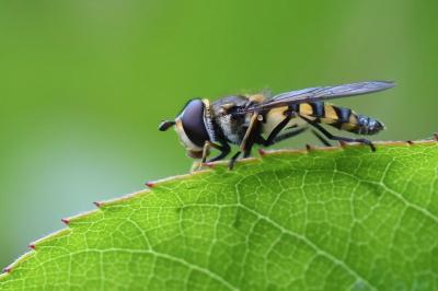 <i>Didea fasciata</i>