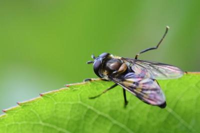 <i>Didea fasciata</i>