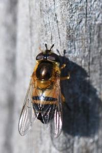 <i>Epistrophe eligans</i>