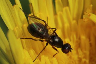 <i>Nemopoda nitidula</i>
