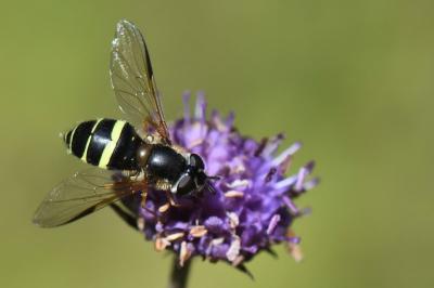 <i>Dasysyrphus tricinctus</i>