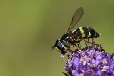 <i>Dasysyrphus tricinctus</i>