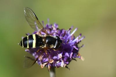 <i>Dasysyrphus tricinctus</i>