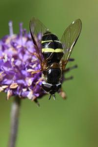 <i>Dasysyrphus tricinctus</i>