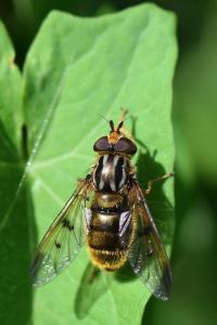 <i>Ferdinandea cuprea</i>