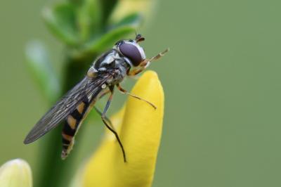 <i>Meliscaeva auricollis</i>
