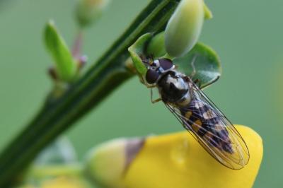 <i>Meliscaeva auricollis</i>