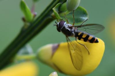 <i>Meliscaeva auricollis</i>