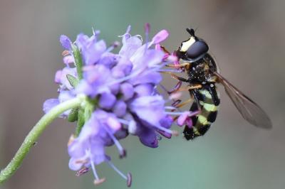 <i>Dasysyrphus tricinctus</i>