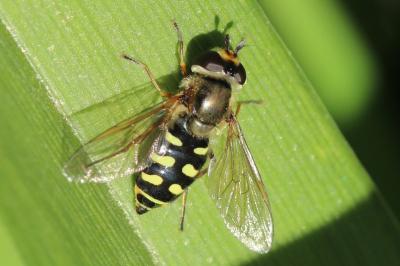 <i>Eupeodes luniger</i>