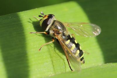 Eupeodes luniger