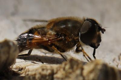 <i>Eristalis similis</i>