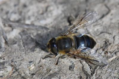 <i>Eristalis similis</i>