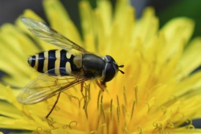 <i>Syrphus ribesii</i>
