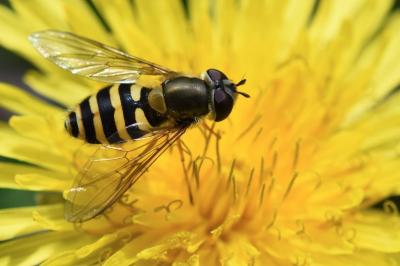 <i>Syrphus ribesii</i>