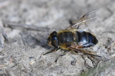 <i>Eristalis similis</i>