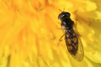 <i>Melanostoma mellinum</i>