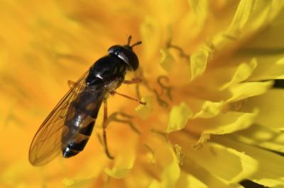<i>Melanostoma mellinum</i>