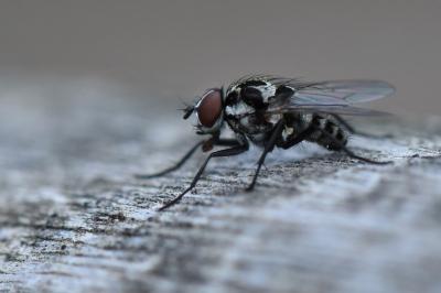 Anthomyia procellaris