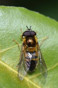 <i>Epistrophe eligans</i>