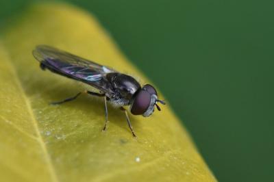 <i>Platycheirus ambiguus</i>