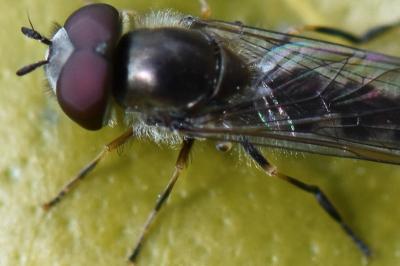 <i>Platycheirus ambiguus</i>