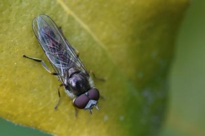 <i>Platycheirus ambiguus</i>