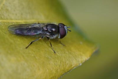 Platycheirus ambiguus