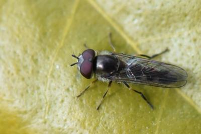 <i>Platycheirus ambiguus</i>