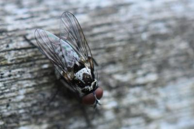 <i>Anthomyia procellaris</i>