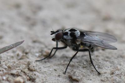 <i>Anthomyia procellaris</i>