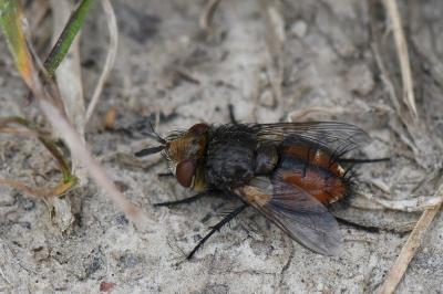 <i>Gonia vacua</i>