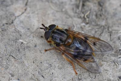 <i>Ferdinandea cuprea</i>