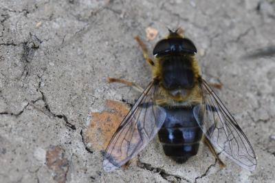 <i>Eristalis pertinax</i>