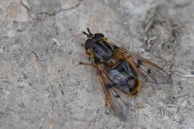 <i>Ferdinandea cuprea</i>