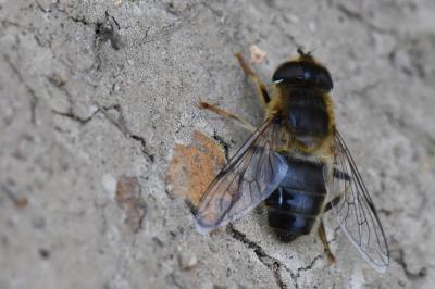 <i>Eristalis pertinax</i>