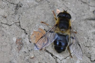 <i>Eristalis pertinax</i>