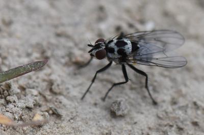<i>Anthomyia procellaris</i>