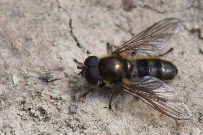 Cheilosia grossa