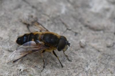 <i>Eristalis similis</i>