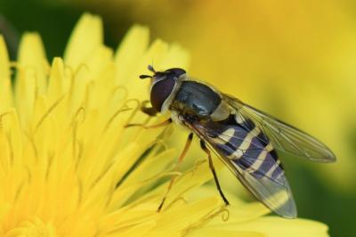 <i>Syrphus vitripennis</i>