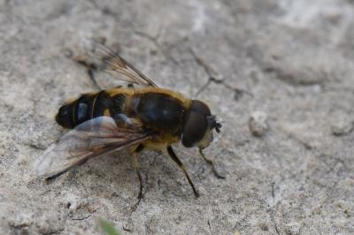 <i>Eristalis similis</i>