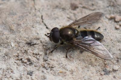 <i>Cheilosia grossa</i>