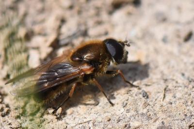 <i>Cheilosia grossa</i>