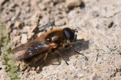 <i>Cheilosia grossa</i>